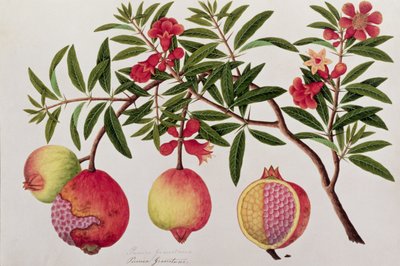 Bua Klitchie oder Caesalpinia bonduccella, aus Zeichnungen von Pflanzen aus Malakka, ca. 1805-18 von Chinese School